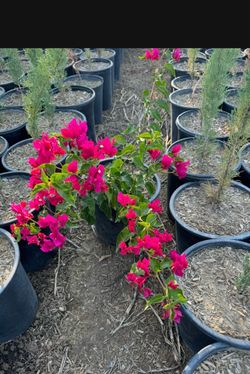Bougainvillea