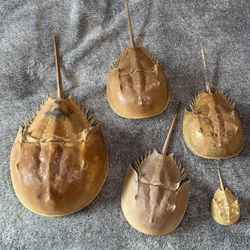 Horseshoe Crab Molts - Mixed Sizes