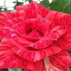 Rare European, Japan rose plants : Red Intuition 