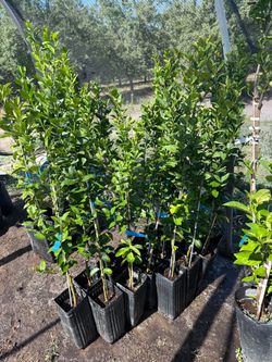 Key Limes Trees For Sale $40.00 Each / Arboles De limones Mexicanos