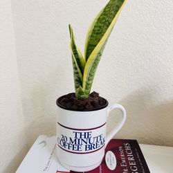 Sensitive plant