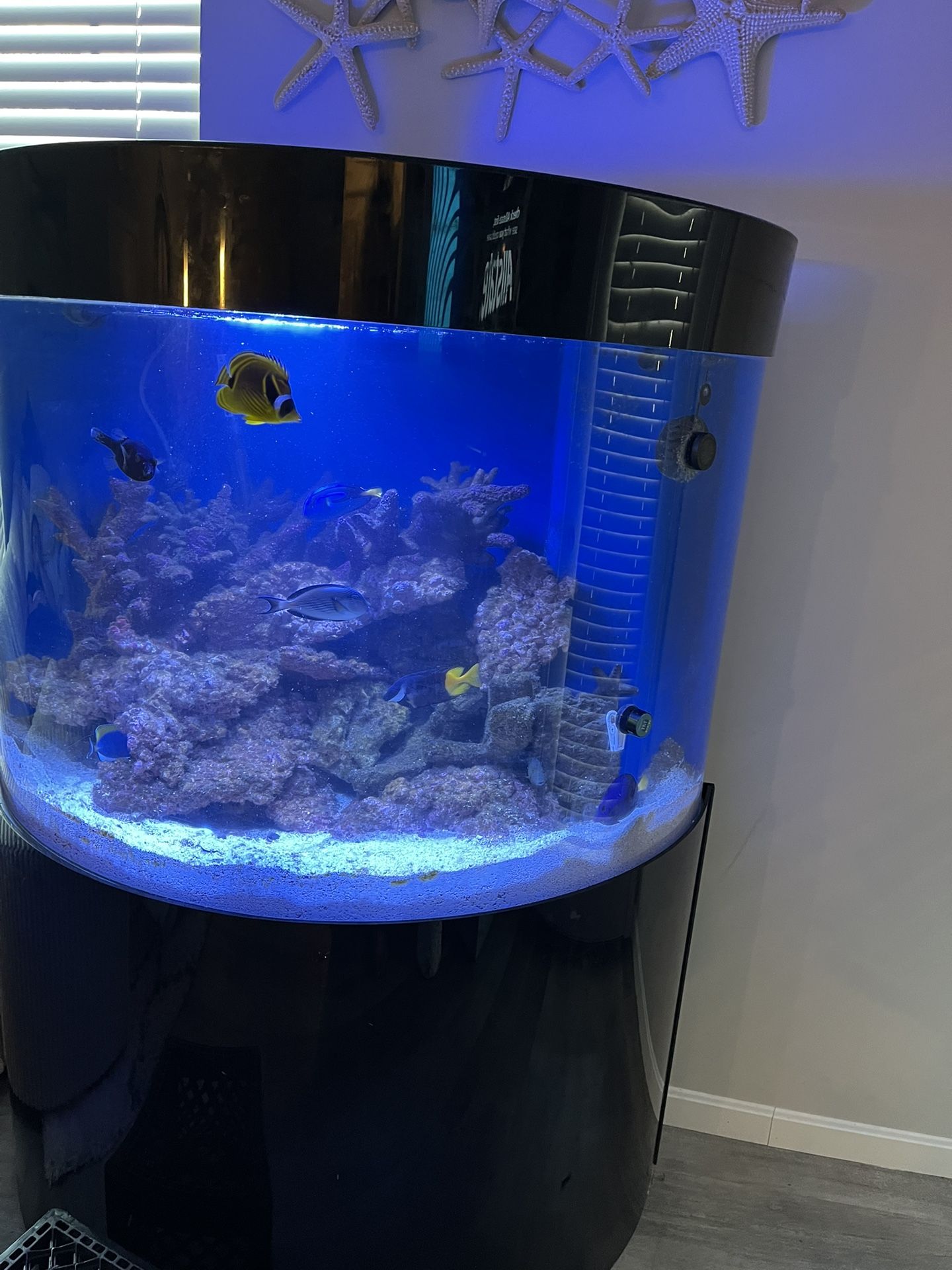 Huge Fish Tank