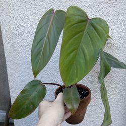 Philodendron Red Emerald Plant 