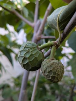 Grafted Doctor White Atemoya 