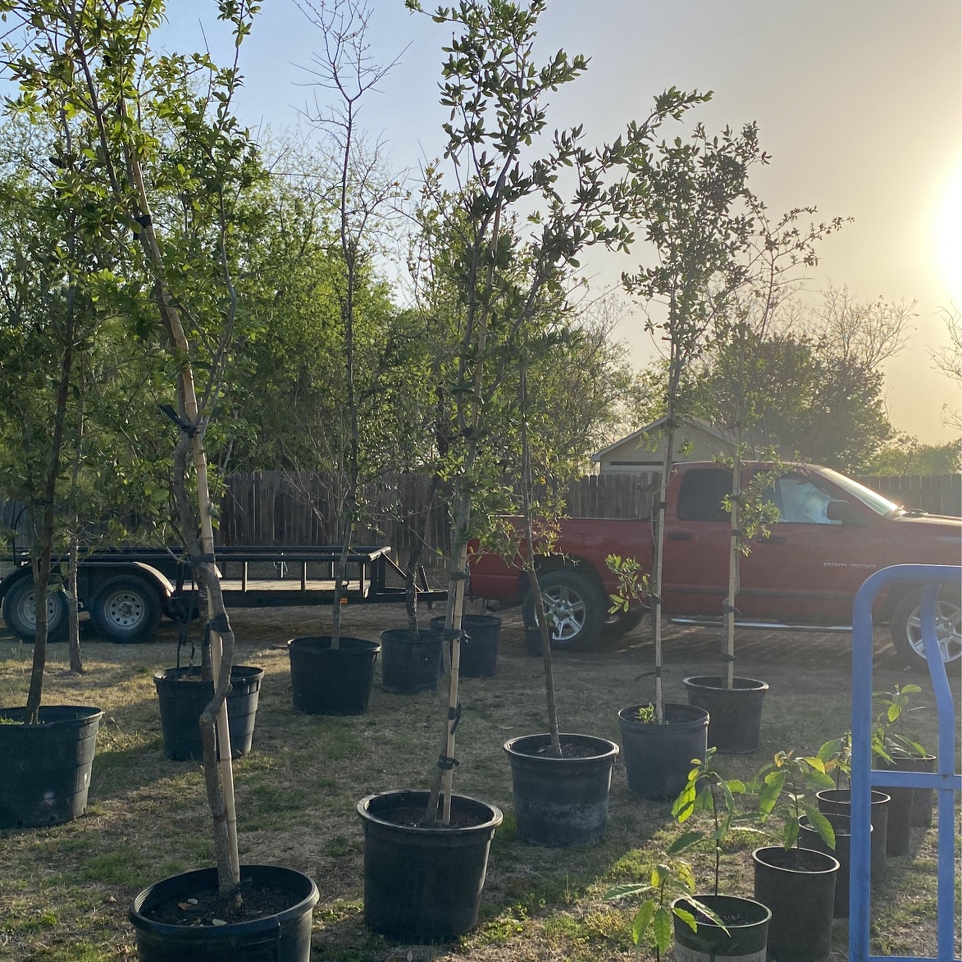 13 Ft Oak Trees