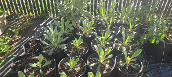 Rose Campion Plants $5 each