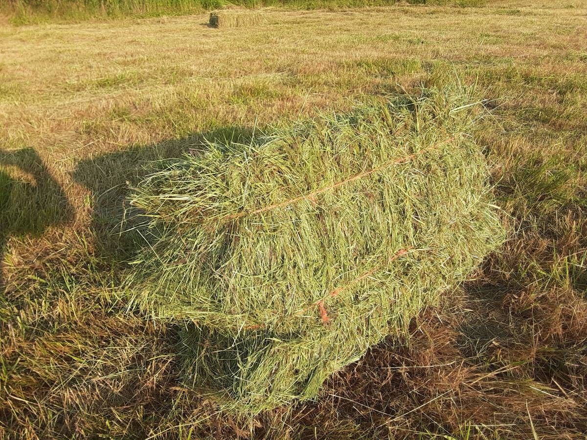 Local HAY