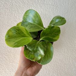 Variegated Peperomia 