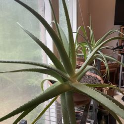 Aloe Vera Plants