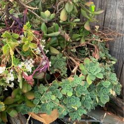 Succulents