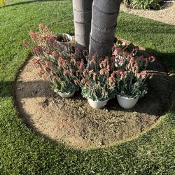 Plants 🪴 