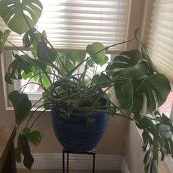 Monstera Potted Houseplant