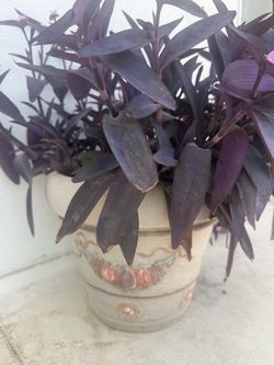 Large Purple Hearts Plant