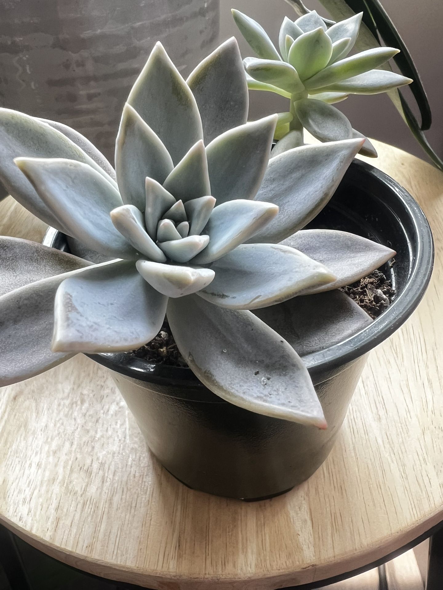 Succulent Plant in Pot