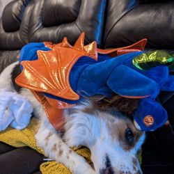 Halloween Costumes For Pets Xs Snowman And Medium Dragon 