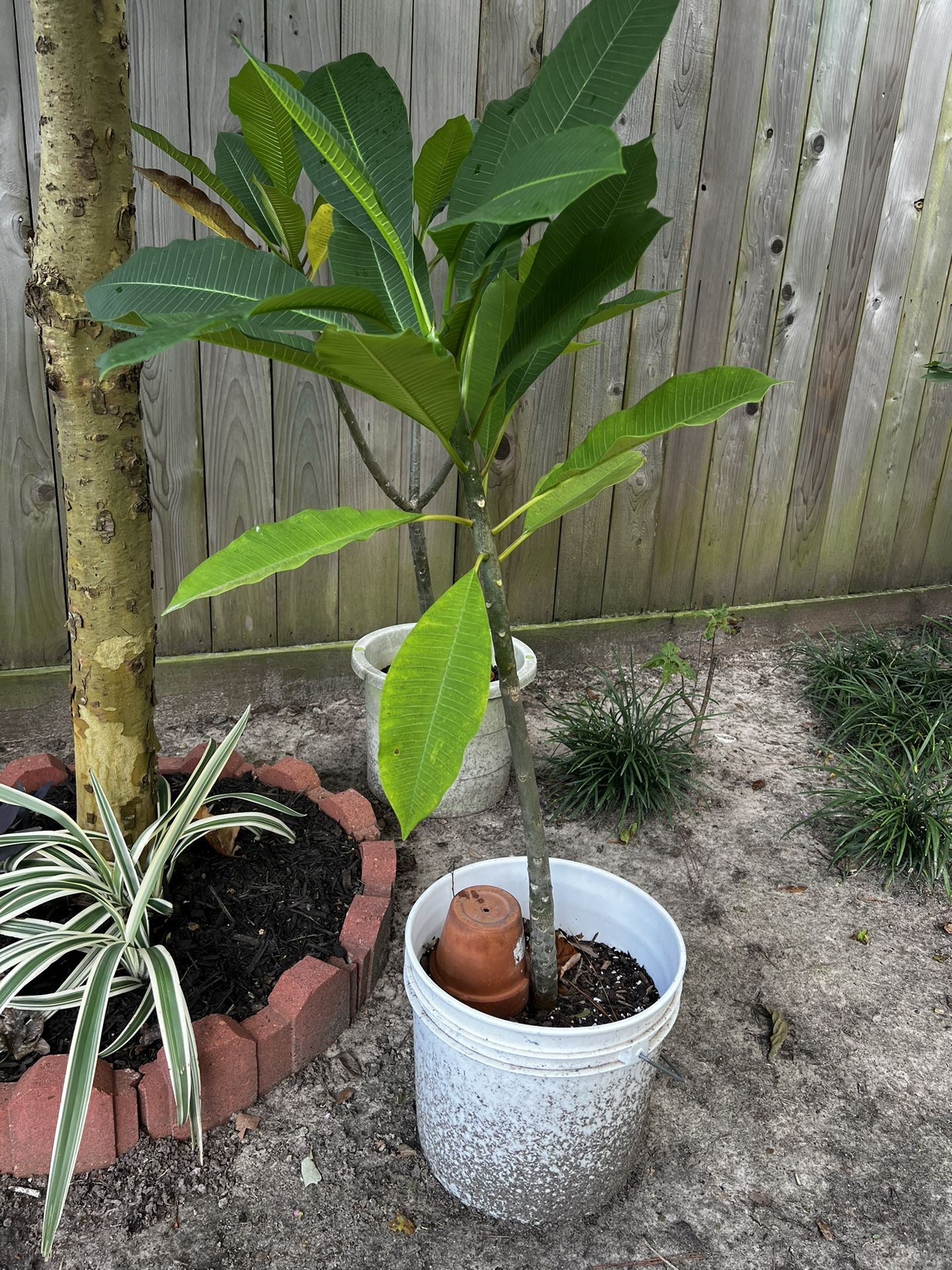 3 Gallon Plumeria