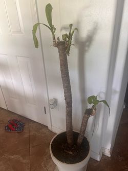palms free