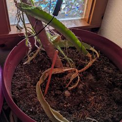 Free to good home: Struggling Dragonfruit Cactus