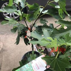 Little Miss Figgy 4gal Fig Dwarf Species Plants Trees 2 Pack