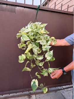 6” xl snow queen Pothos