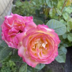 Plants : Rose