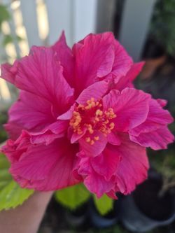 Double Petal Hibiscus 