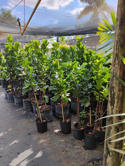 Fiddle fig trees Big Sale! From $35💚