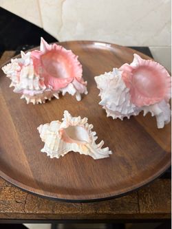 Set of 3 natural murex shells