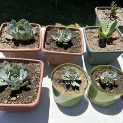 Succulents Plants 