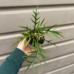 4” Philodendron Tortum