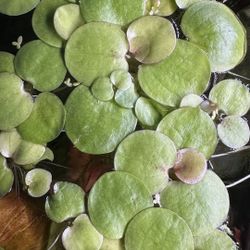 Aquarium Decoration Floaters