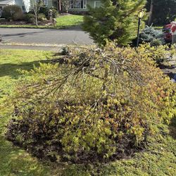 Weeping Japanese Maple