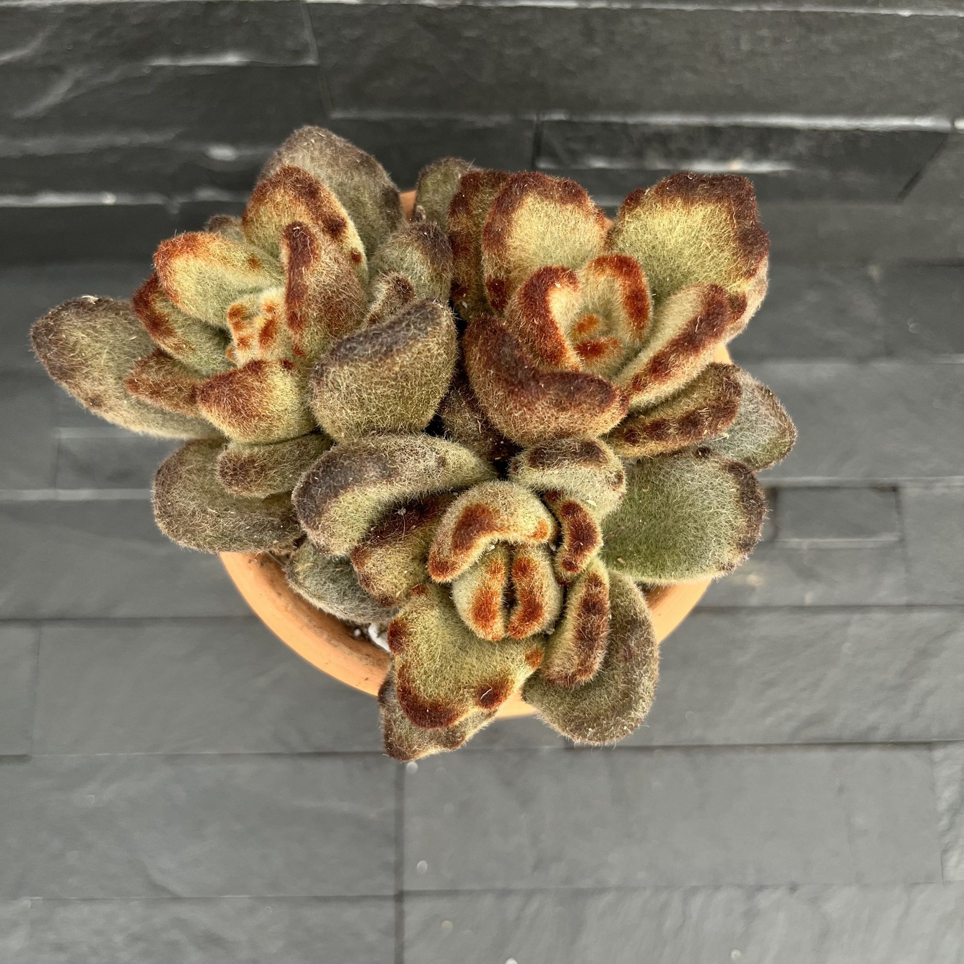 Succulent Kalanchoe tomentosa 'Teddy Bear' in 4”pot clay