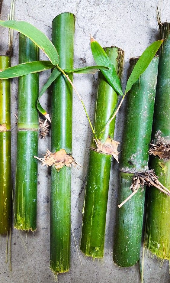 Japanese Bamboo Plant Cuttings 🎋