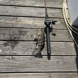 Spotted Bay Bass For Sale 