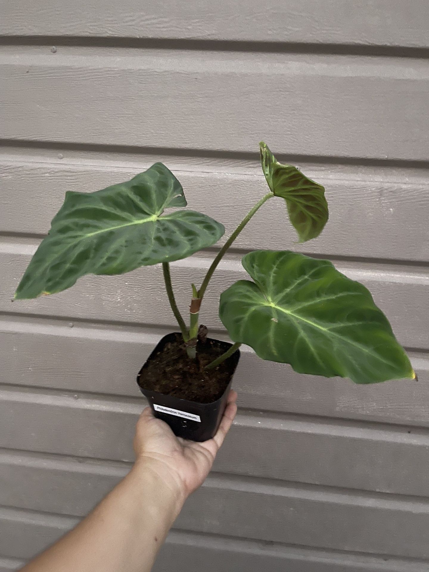 4” philodendron verrucosum