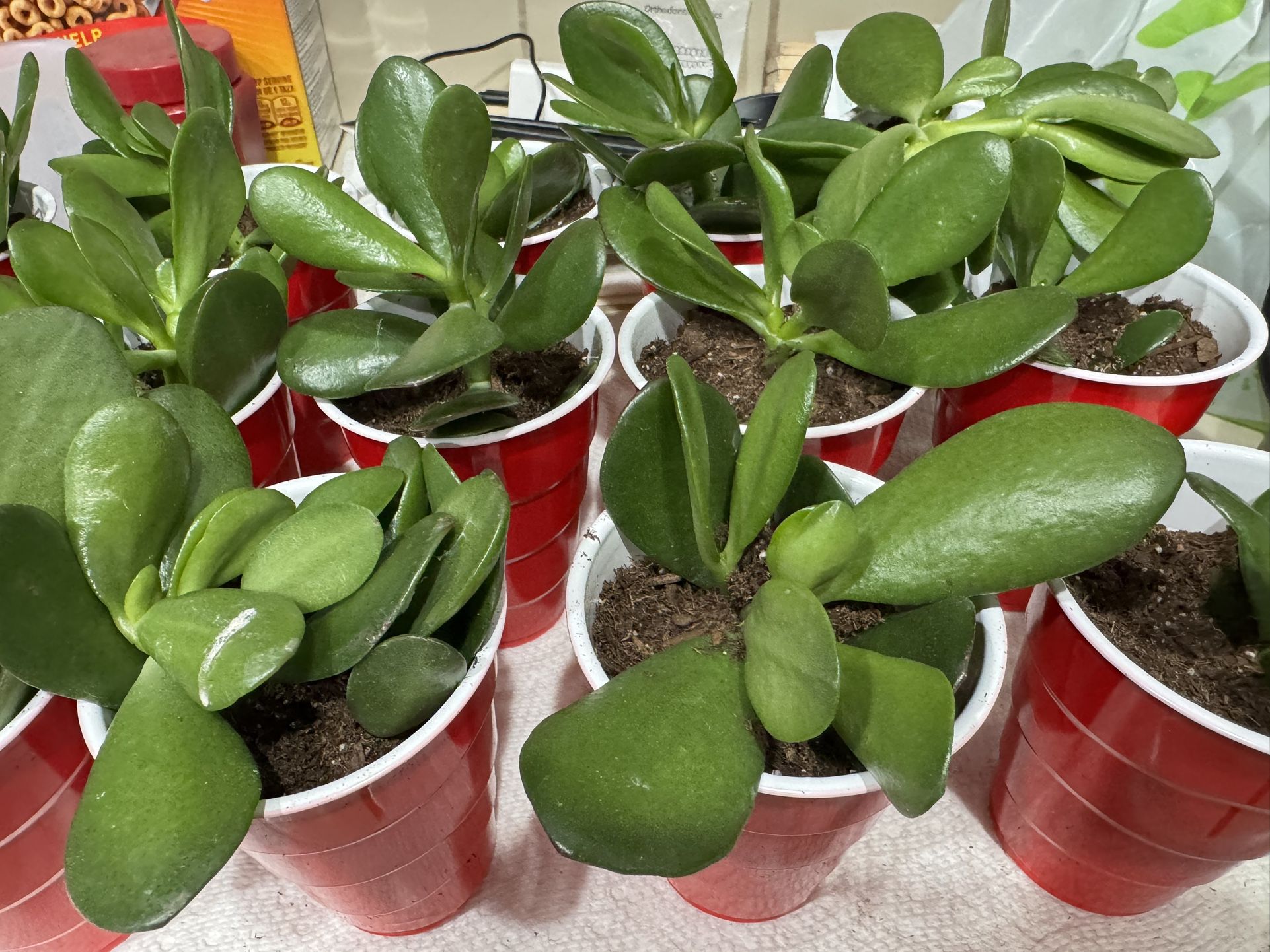 Jade Succulent Starters