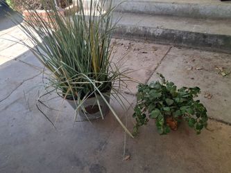 Decorative Fake Pot Plants