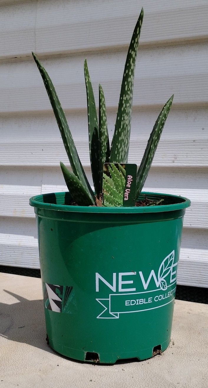 Aloe Vera Plant