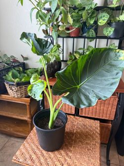 Alocasia Plant 3 Gallon Large Tropical Houseplant Lush Indoor Live Plant Home Decor