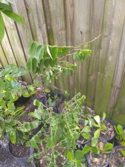 Spanish lime mamoncillo