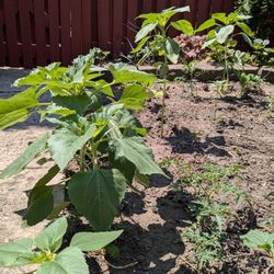 Sunflower Plant For Sale 