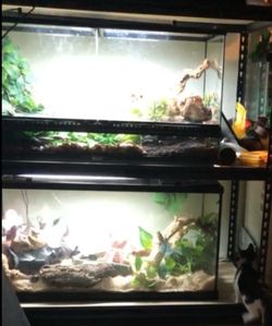 40 gallon reptile tank
