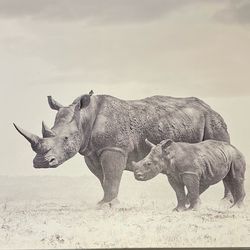 Rhino With Baby 