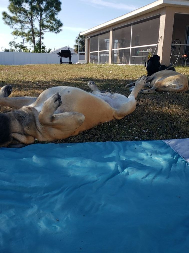 Cape Coral Pet Care & Boarding