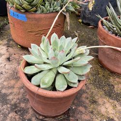 Dudleya Type Succulent - Flowering