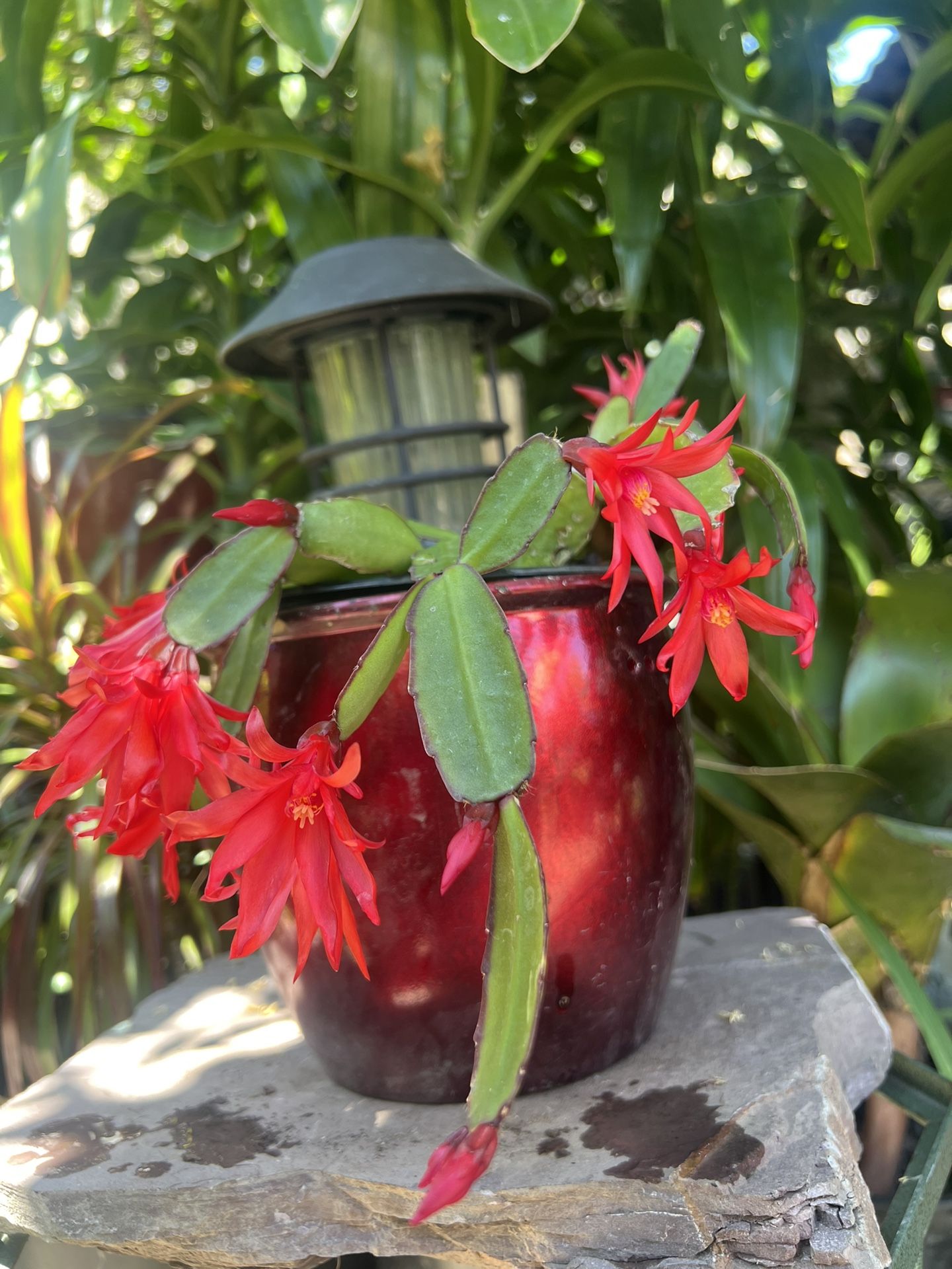 Cactus Plant Edith Ceramic Pot