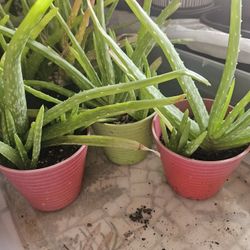 Aloe Vera