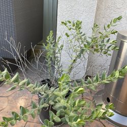 Beautiful Purple Flower Tree 3-4 Feet