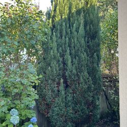 Leyland Cypress FREE 